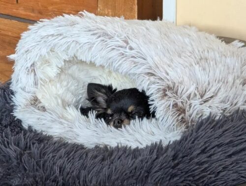 Pat Pufos Pentru Caini si Pisici Tip Cuib #PC61 photo review