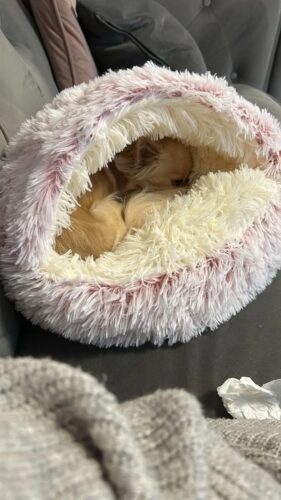 Pat Pufos Pentru Caini si Pisici Tip Cuib #PC63 photo review