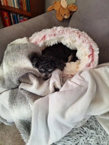 Pat Pufos Pentru Caini si Pisici Tip Cuib #PC63 photo review