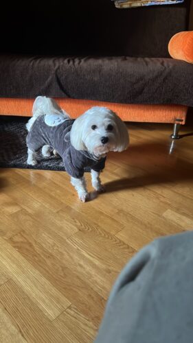 Salopeta Cocolino - Gri #HC291 photo review