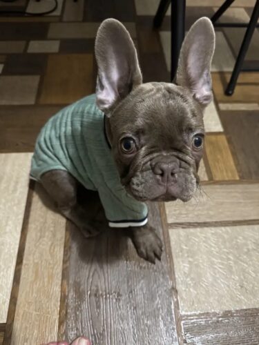 Pulover Tricotat  #HC1768 photo review