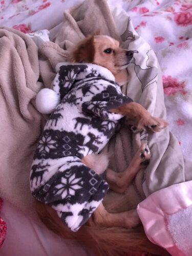 Salopeta Cocolino - Cerbi - Maro #HC510 photo review