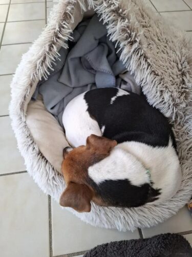 Pat Pufos Pentru Caini si Pisici Tip Cuib #PC61 photo review