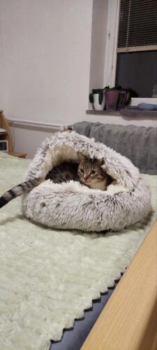 Pat Pufos Pentru Caini si Pisici Tip Cuib #PC61 photo review