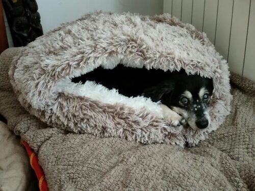 Pat Pufos Pentru Caini si Pisici Tip Cuib #PC61 photo review