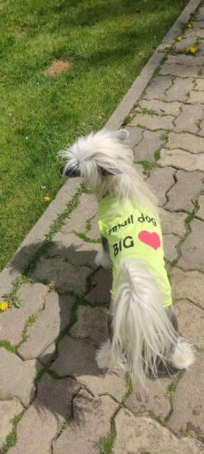Tricou - Small Dog Big ❤️ #HC1124 photo review