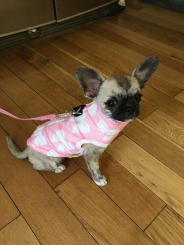 Vesta impermeabila, Fundite, roz/alb #HC001 photo review