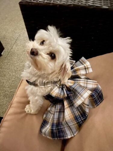 Rochita tip Ham + Lesa - Albastra #HC1246 photo review