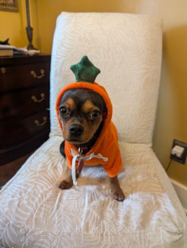 Hanorac cu gluga, Portocaliu, Morcov #HC1726 photo review