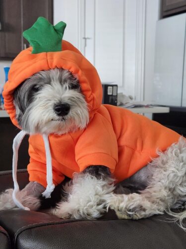 Hanorac cu gluga, Portocaliu, Morcov #HC1726 photo review