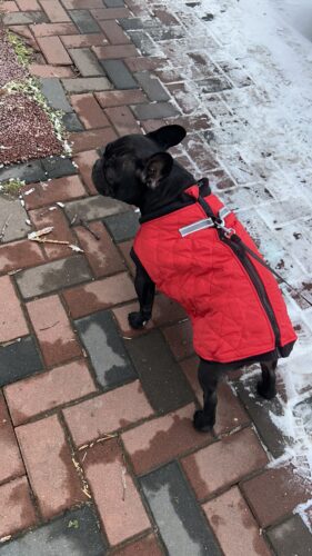 Vesta Bulldog, Matlasata, Impermeabila - Rosie #HC825 photo review