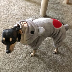 Salopeta Pufoasa Cocolino - Ursulet - Gri #HC353 photo review