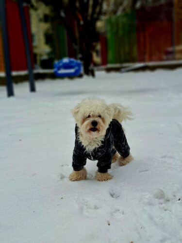 Salopeta imblanita, impermeabila, Neagra #HC548 photo review