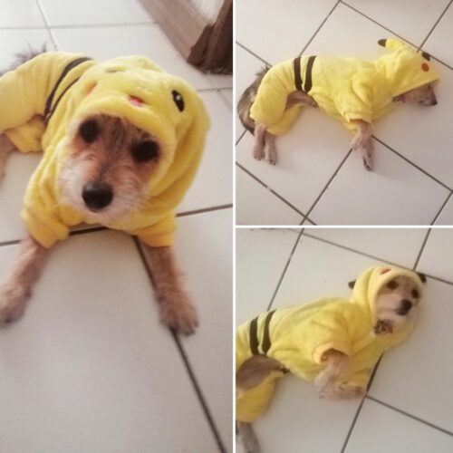 Salopeta Cocolino - Galbena #HC574 photo review