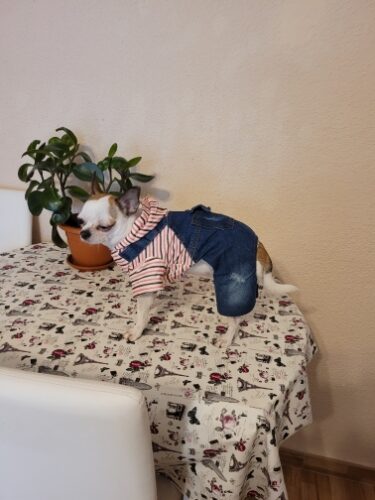 Salopeta de Blugi - Imblanita #HC1003 photo review