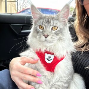 Set Ham + Lesa - Rosu #HH07 photo review