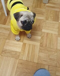 Salopeta Cocolino - Galbena #HC574 photo review