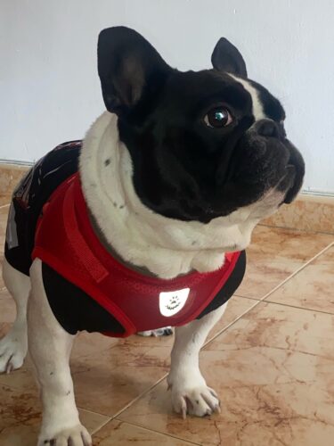 Set Ham + Lesa - Rosu #HH07 photo review