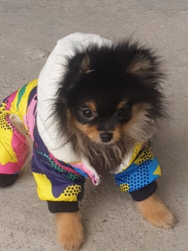 Salopeta impermeabila, imblanita, gluga #HC742 photo review