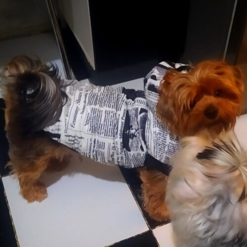 Vesta Bulldog, imblanita #HC768 photo review