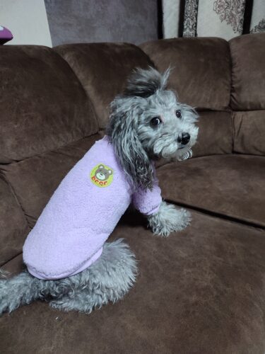 Bluza Pufoasa Bear - Mov #HC778 photo review