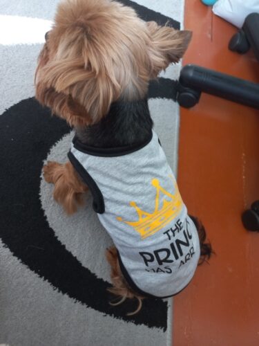 Tricou pentru catei - Prince, Gri #HC1104 photo review