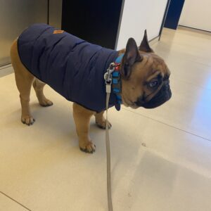Vesta Bulldog, imblanita, albastra, #HC104 photo review