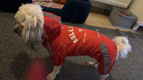 Pelerina Ploaie Pentru Catei, Rosie #HC1222 photo review