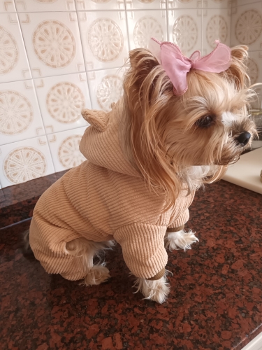 Salopeta imblanita, Gluga - Crem- Bear #HC866 photo review