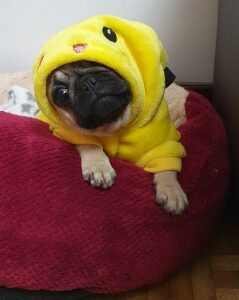 Salopeta Cocolino - Galbena #HC574 photo review