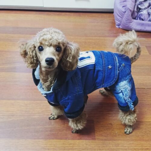 Salopeta de Blugi, Imblanita, Gluga #HC236 photo review