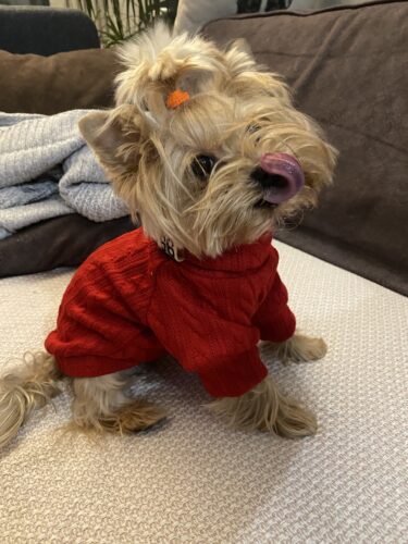 Pulover Tricotat, Rosu #HC621 photo review