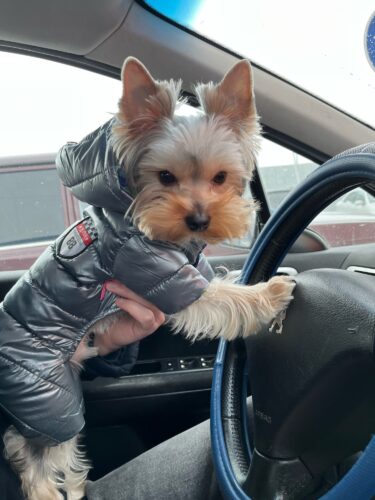 Salopeta Gri Impermeabila, Matlasata #HC205 photo review