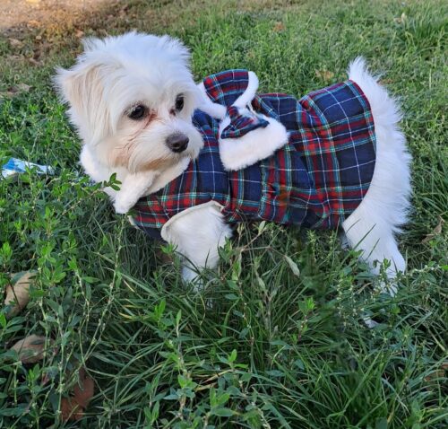 Rochita Eleganta, Imblanita, Inel pentru lesa #HC1955 photo review