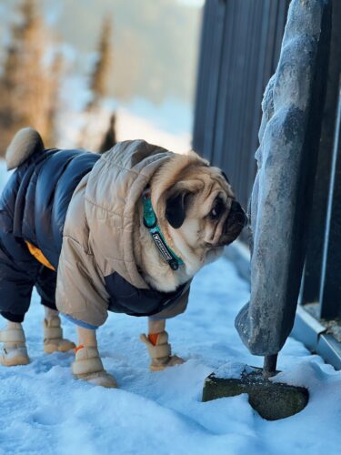 Salopeta Matlasata, Impermeabila, Gluga - Negru/Gri #HC1963 photo review
