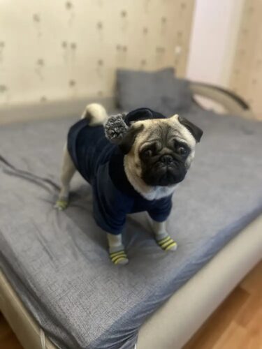 Hanorac Catifea cu Gluga si Ciucure - Albastru #H540 photo review