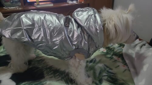 Vesta Imblanita, Impermeabila, Gluga - Argintie #HC821 photo review