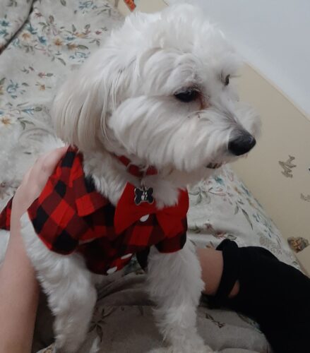 Camasa in Carouri cu Papion - Rosie #HC1148 photo review