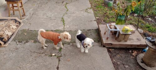 Pulover Tricotat, Crem #HC624 photo review