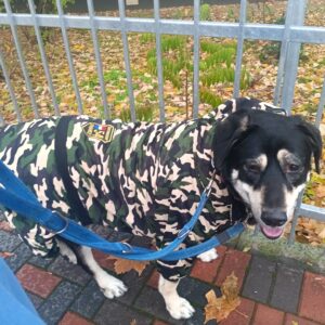 Salopeta caini talie mare cu gluga, imblanita - Military #HM050 photo review