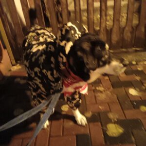 Salopeta caini talie mare cu gluga, imblanita - Military #HM050 photo review