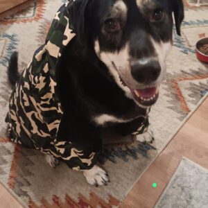 Salopeta caini talie mare cu gluga, imblanita - Military #HM050 photo review