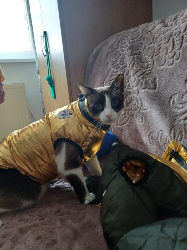 Vesta Matlasata, Impermeabila, Inel pentru lesa, Aurie #HC1486 photo review