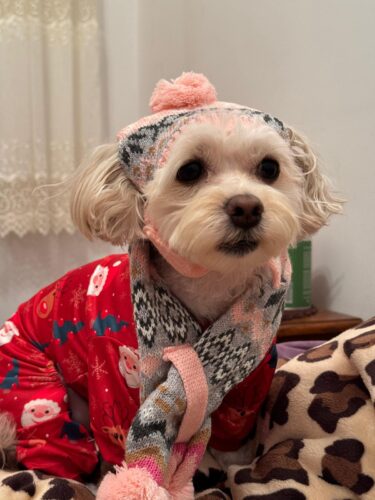 Salopeta Pijama - Model Craciun - Reni #HC432 photo review