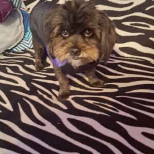 Vesta impermeabila - Mov/Negru #HC915 photo review