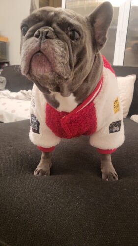 Hanorac Bulldog - Rosu #HC1945 photo review