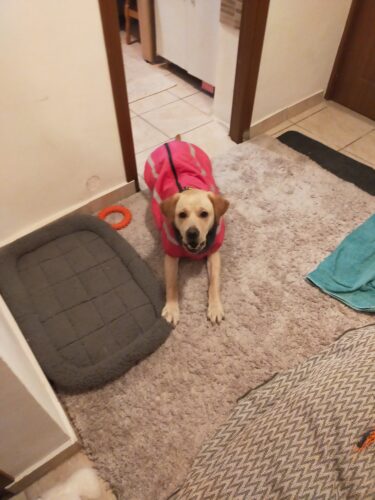 Vesta caini talie mare, imblanita, impermeabila, Roz #HM123 photo review