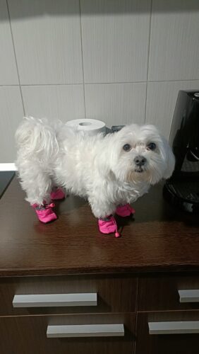 Papuci imblaniti, Roz, #P16 photo review