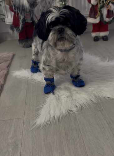 Papuci imblaniti, albastri, #P04 photo review