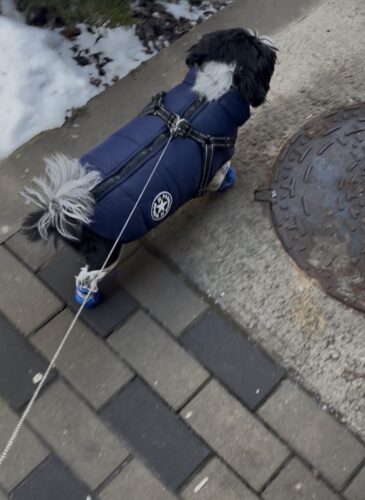 Vesta Impermeabila, Imblanita + Ham incorporat - Albastra #HC271 photo review